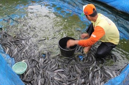 Cara Ternakan Ikan Keli Untung Besar