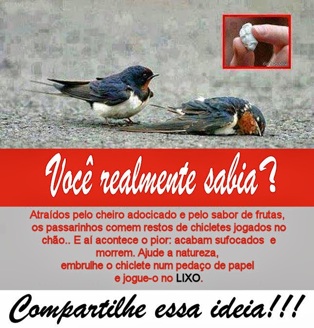 Chiclete pode matar passarinhos!
