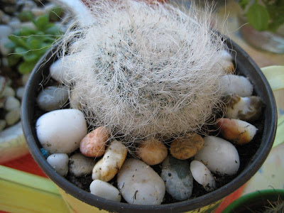 大きなサボテン - 老人 (Cephalocereus senilis)