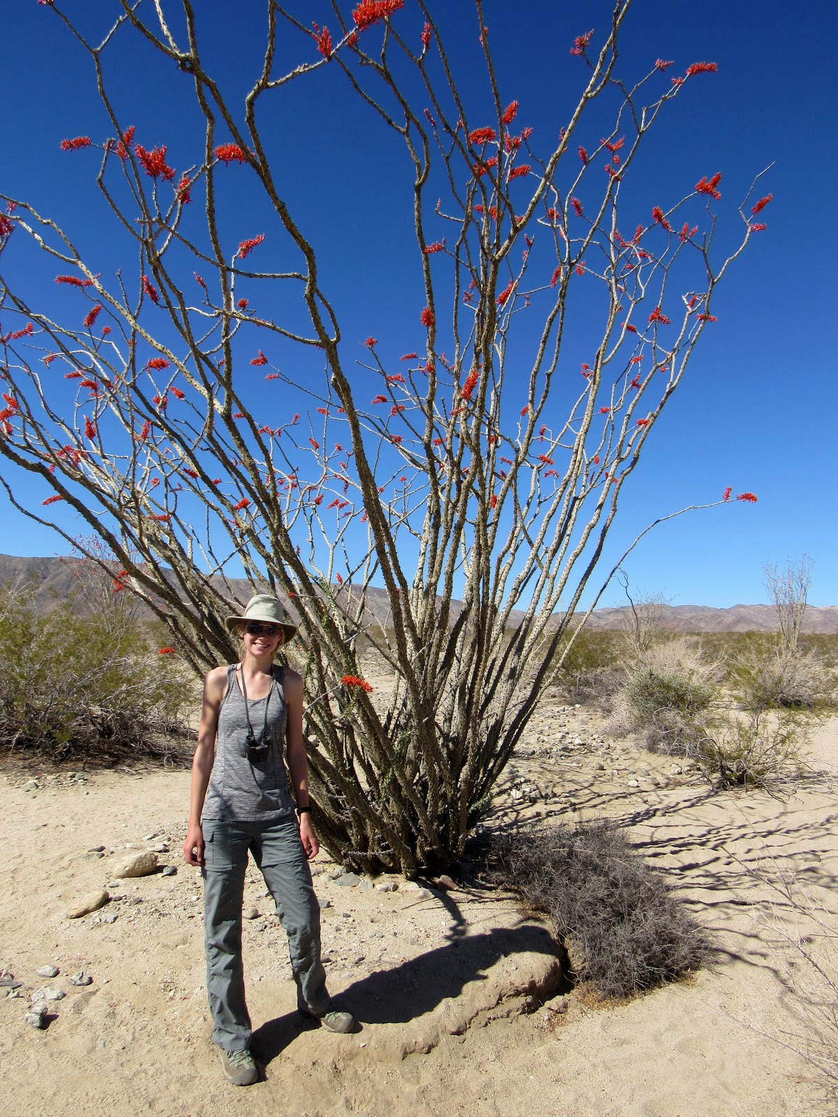 Plant Profile Ocotillo (Fouquieria splendens)