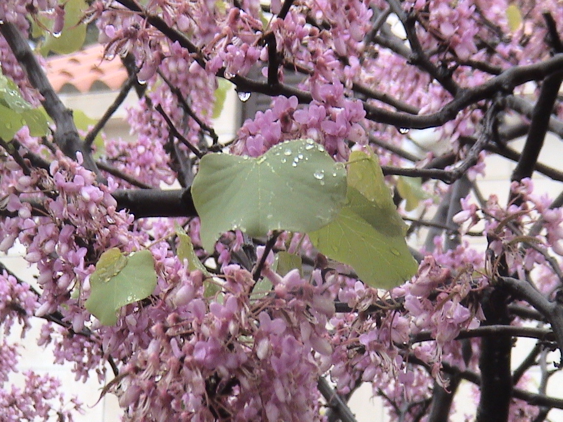 Kiša i judino drvo / Cercis siliquastrum / Judas tree