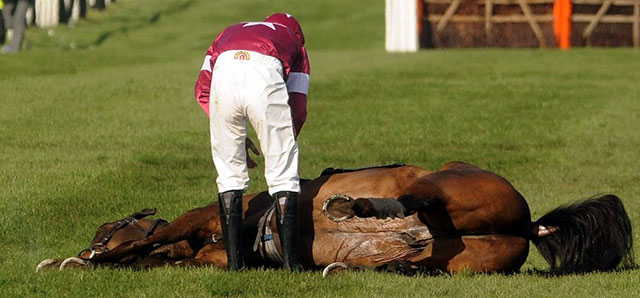 Puluhan Kuda Mati Di Arena Pacuan Setiap Minggu