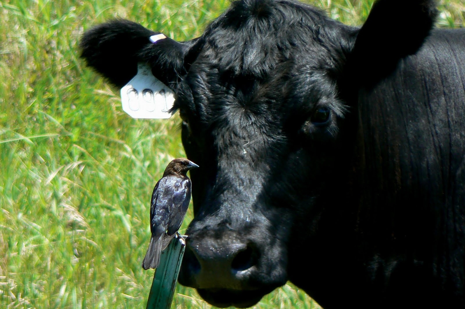 The little dead Doshi Cowbirds a rotten species