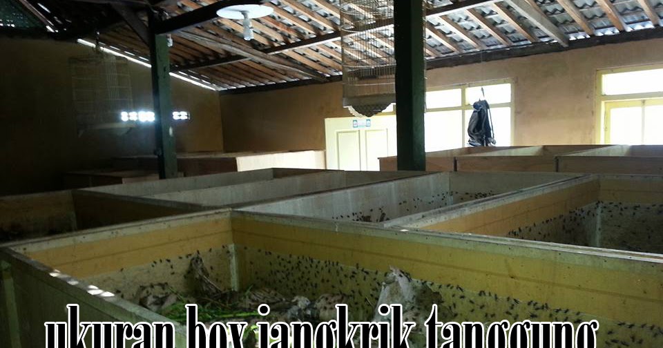 Ukuran Box Jangkrik Ideal untuk Penetasan Telur Jangkrik - Telur