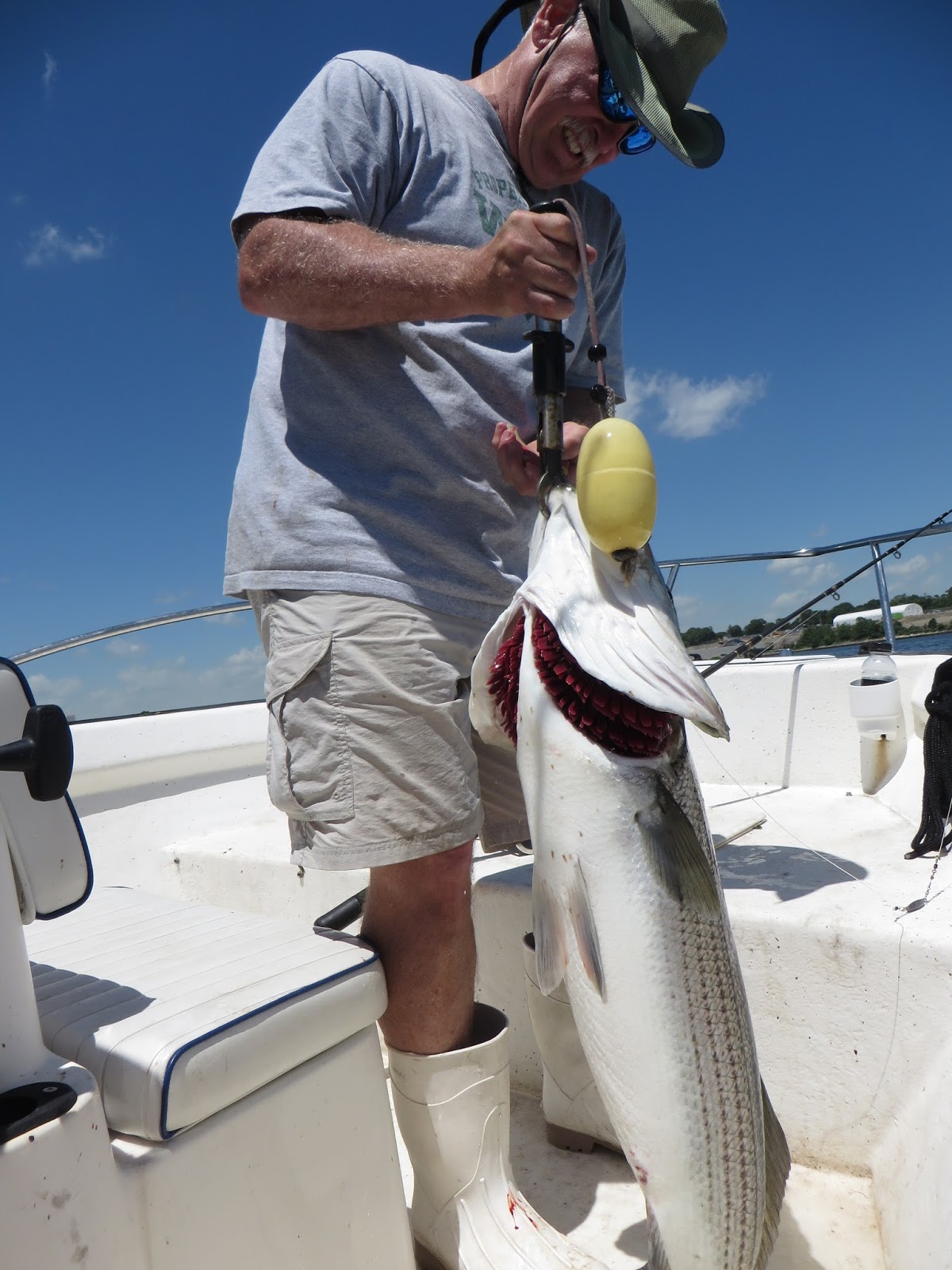 Rhode Island Striped Bass: Menhaden Fishing Technique.Snag and Drag