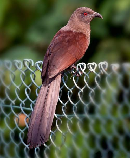 Birds of India - Photo of Centropus andamanensis
