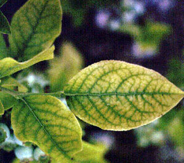 Crabapple LandscapExperts Treat Yellowing Leaves on Broadleaved