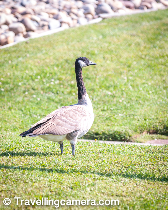 Above one is probably Aleutian Cackling Goose. Some of these keep walking around our Redwood City office and there is a small water stream near our office, where they can be seen enjoying water splashes on each other. Usually they are calm but not very friendly and little shy. Whenever they notice humans coming on their way, they change their way. 