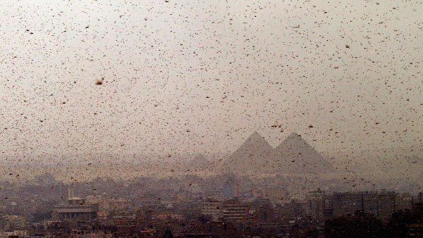 Langostas invaden medio oriente como las plagas de egipto. Langostas invaden medio oriente como las plagas de egipto.