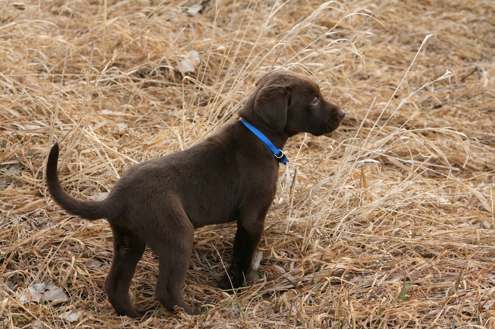 K and R Labradors Update on Puppies