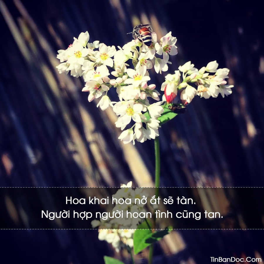 STT Hoa Tam Giác Mạch, 40+ Status Hay Về Hoa Tam Giác Mạch Mơ Mộng