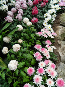 Allan Gardens Conservatory Chrysanthemum Show 2013 fall mums by garden muses-a Toronto gardening blog