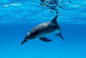 Golfinho-Pintado-do-Atlântico (Stenella frontalis)
