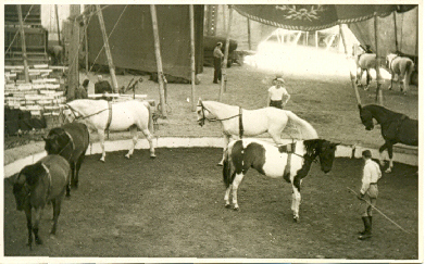 Repetition de dressage au cirque Knie dans les années 1940