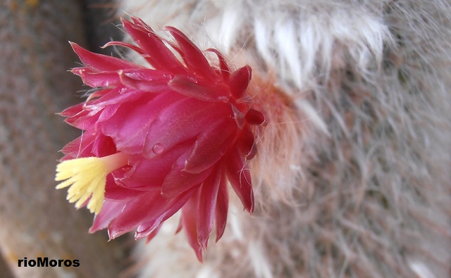 Flor de ANTORCHA PLATEADA Cleistocactus straussii