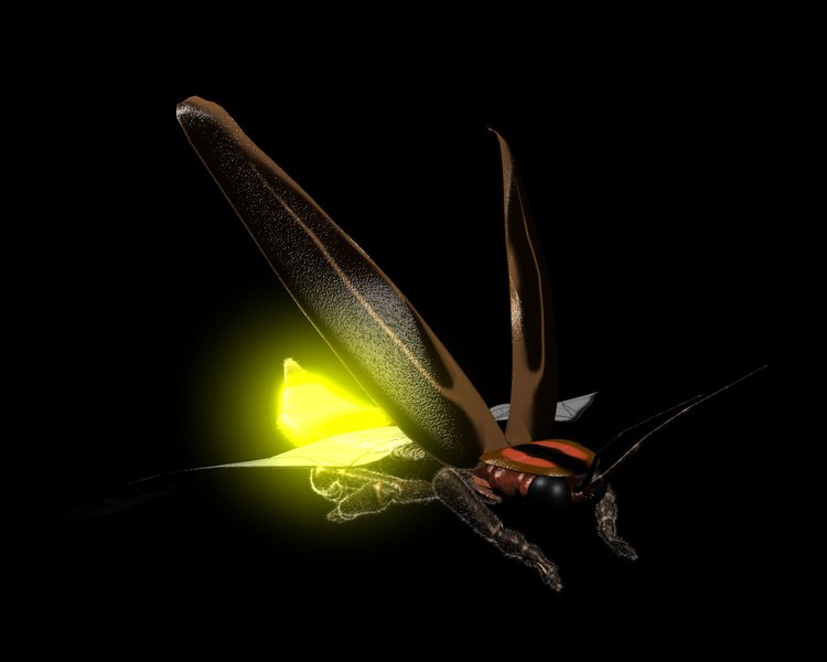 Светличков. Светящиеся насекомые. Жук светляк. Светлячок насекомое.
