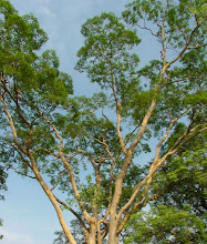 Trees of Arunachala