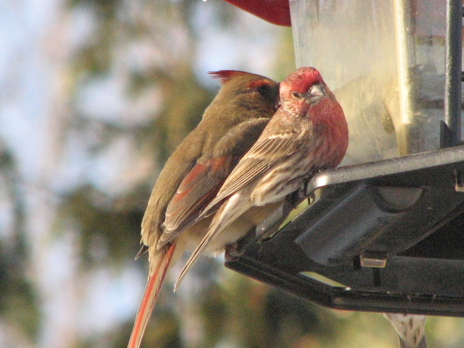 South Burlington birds Northern Cardinal photos Litter with a Story
