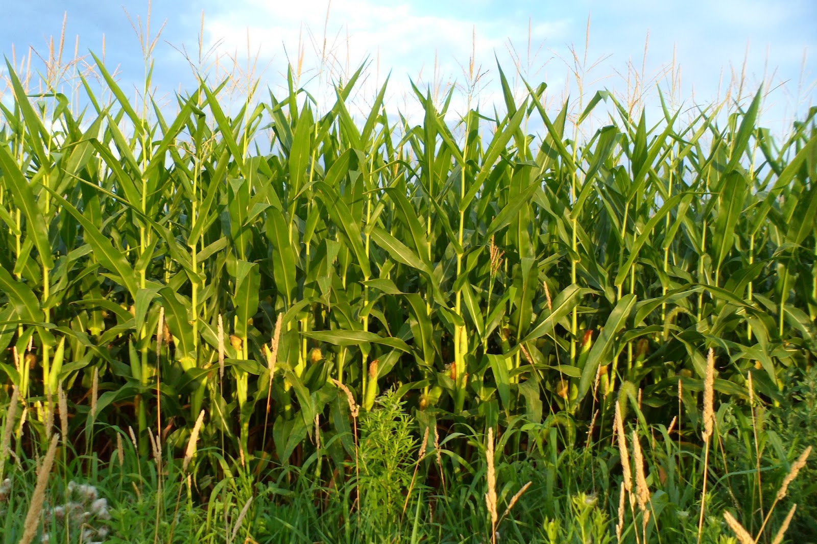 The Perennial Agriculturalist volunteer industrial corn