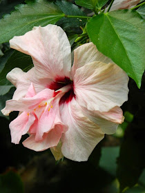 High Heaven double tropical hibiscus rosa sinensis Centennial Park Conservatory by garden muses-not another Toronto gardening blog