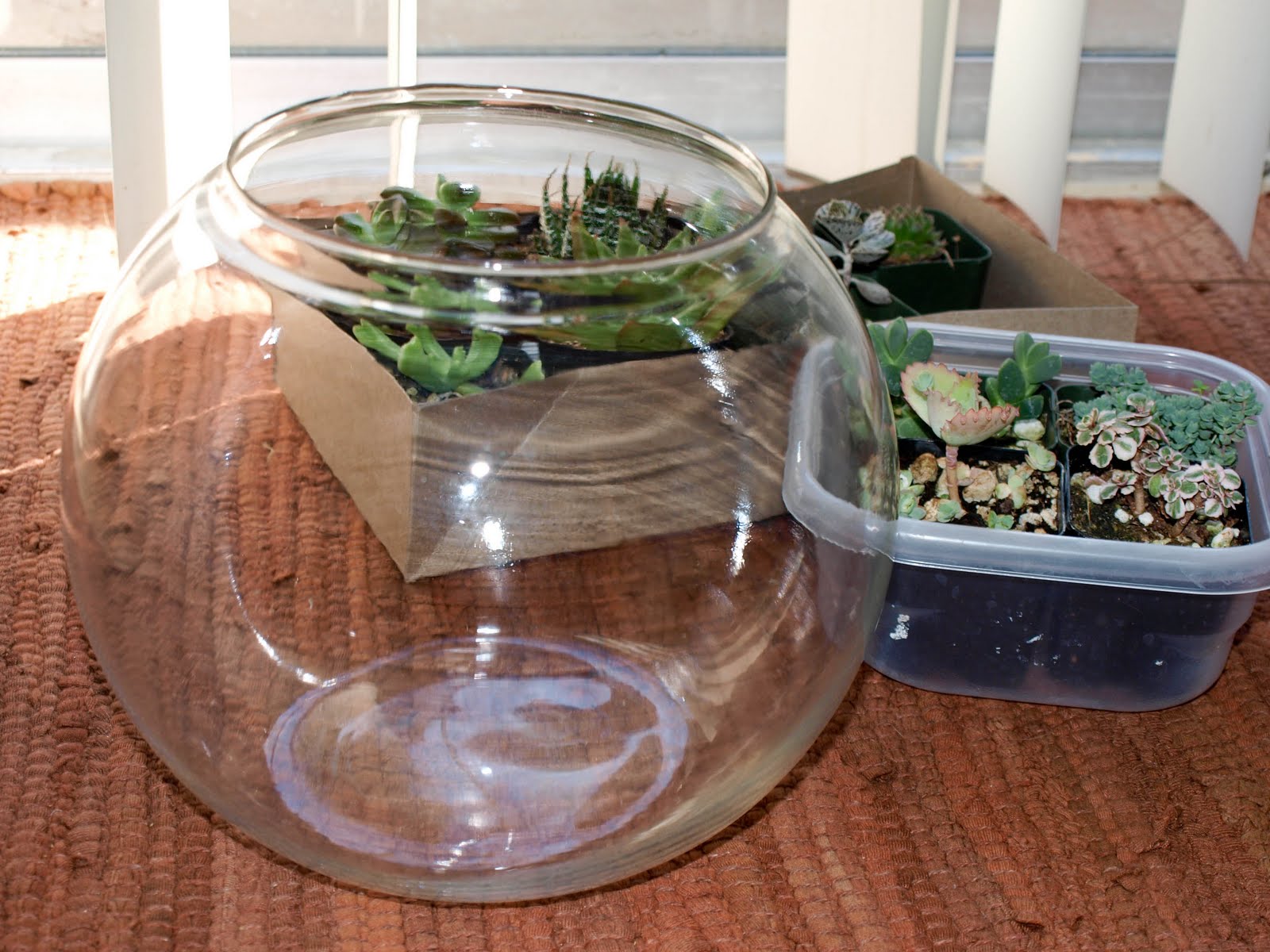 CookLoveCraft Fish Bowl Succulent Garden