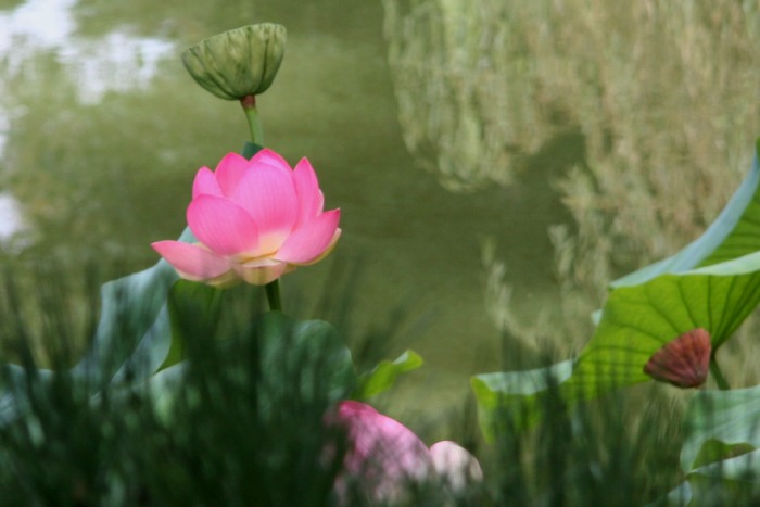 Lotusland, un jardín dedicado a la flor de loto - Guia de jardin