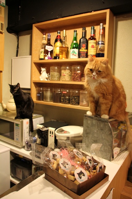 Cherry Street Cats: Cat cafe in Tokyo