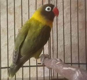 Burung Lovebird Olive Ciri Ciri Harga Dan Gambar Nya Burung Babe