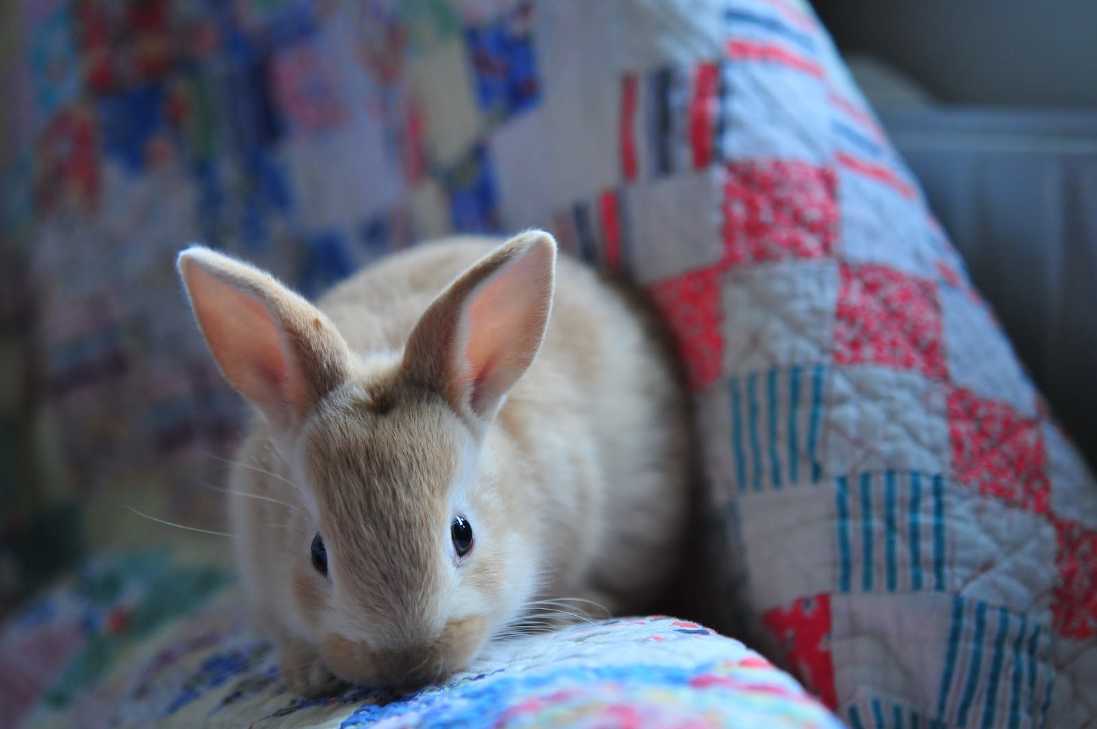 moments of perfect clarity picture perfect bunny and other pretty things