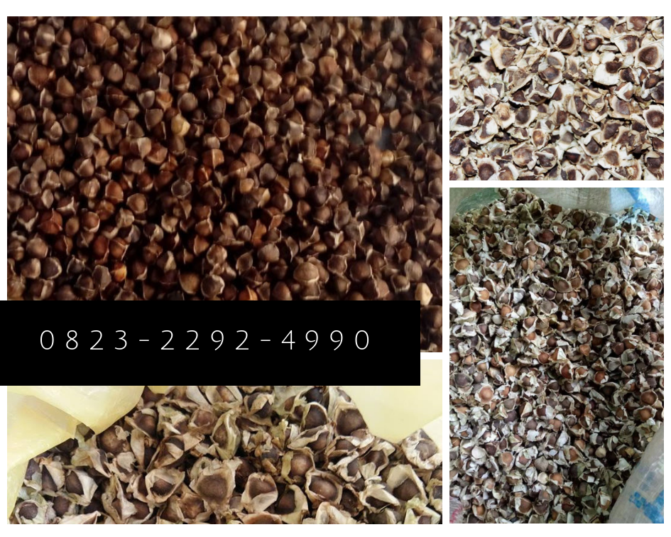 100+ Gambar Biji Daun Kelor Paling Keren 100+ Gambar Biji Daun Kelor Paling Keren