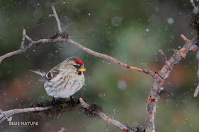 Pardillo sizerín - Common redpoll - Acanthis flammea. Es muy parecido al pardillo de Hornemann, aunque cría más al sur. La diferencia es muy sutil pero reside en las estrías oscuras del plumaje que son muy evidentes y oscuras en flammea y suaves y discretas en hornemanni.