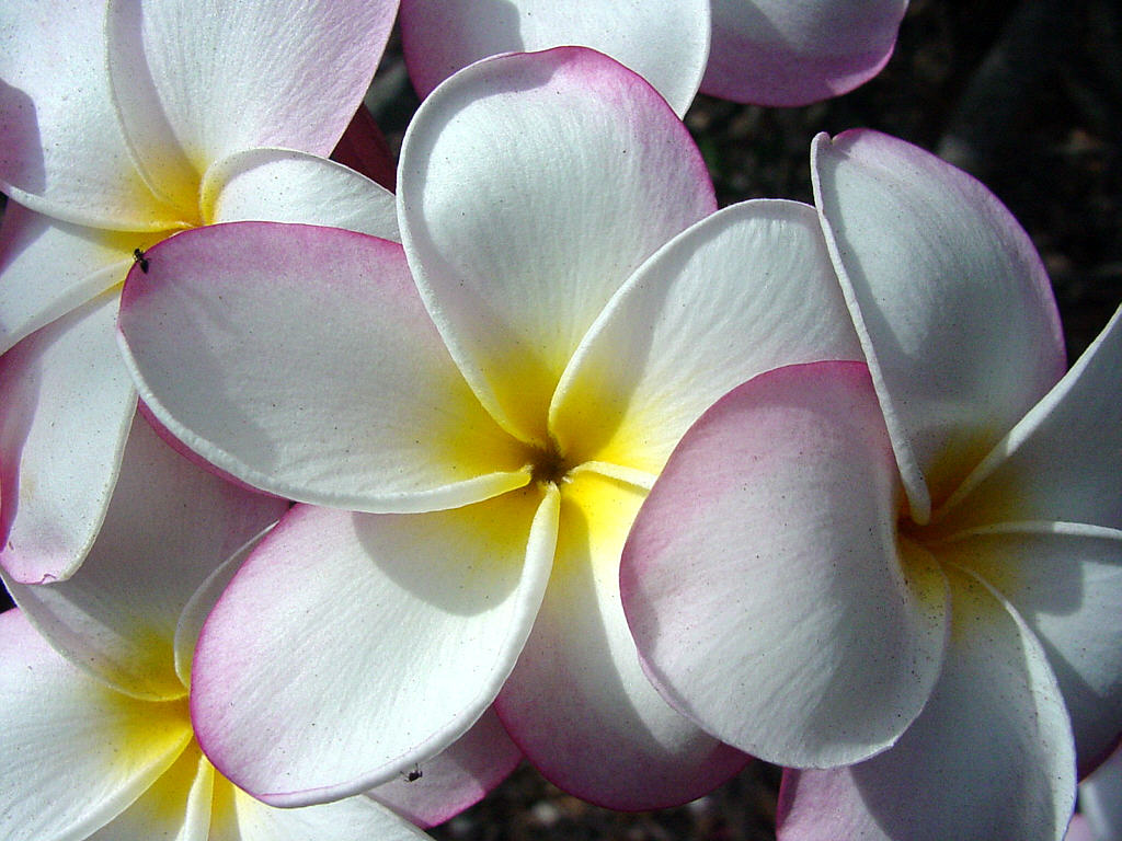 Hawaiian Flowers Wallpapers Flowers hawaiian-flowers-wallpapers-flowers