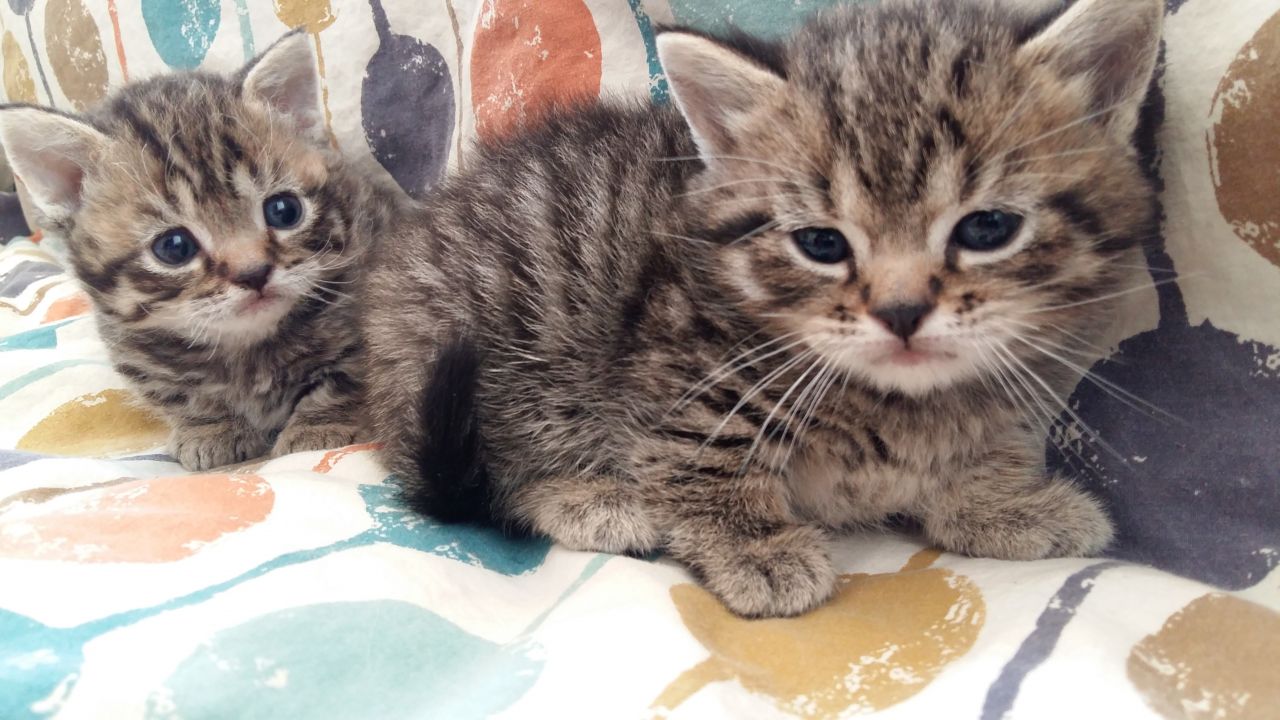 The Kuwait Cats and kittens Adoption and sales email us at