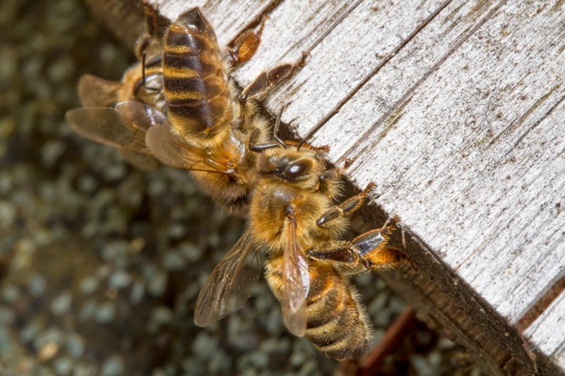 Bees fanning at the entrance of the hive.