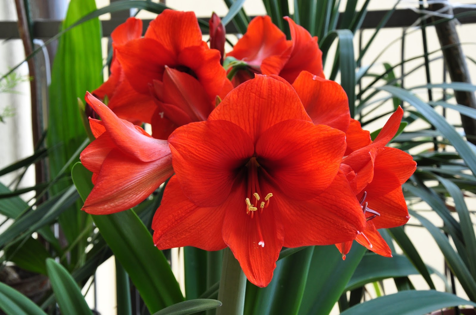 Forcing Bulbs A Howto Guide