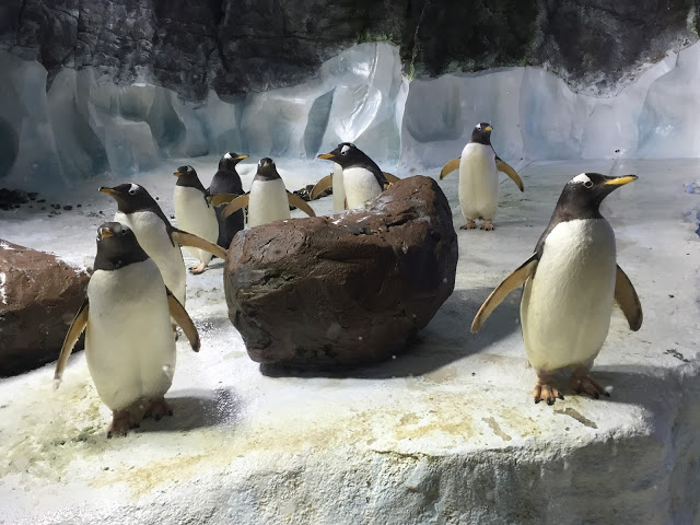 Penguins at Sea Life Centre Birmingham - To Become Mum
