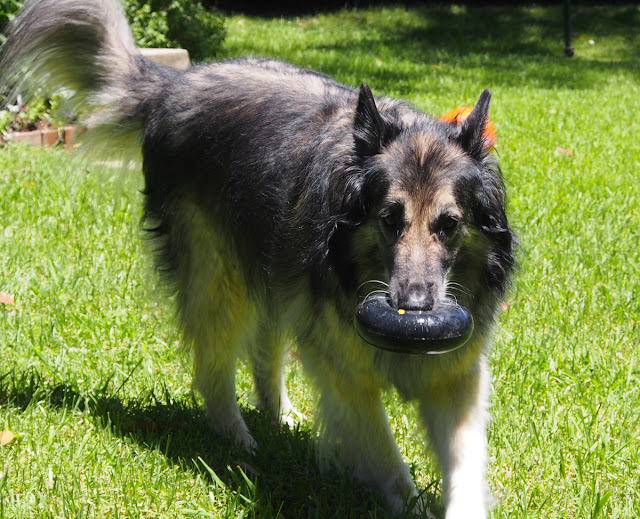 Conner carrying a GoughNuts Maxx 50 Ring in his teeth