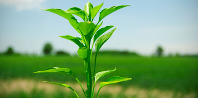 Jenis Jenis Tanaman - Peduli Pertanian