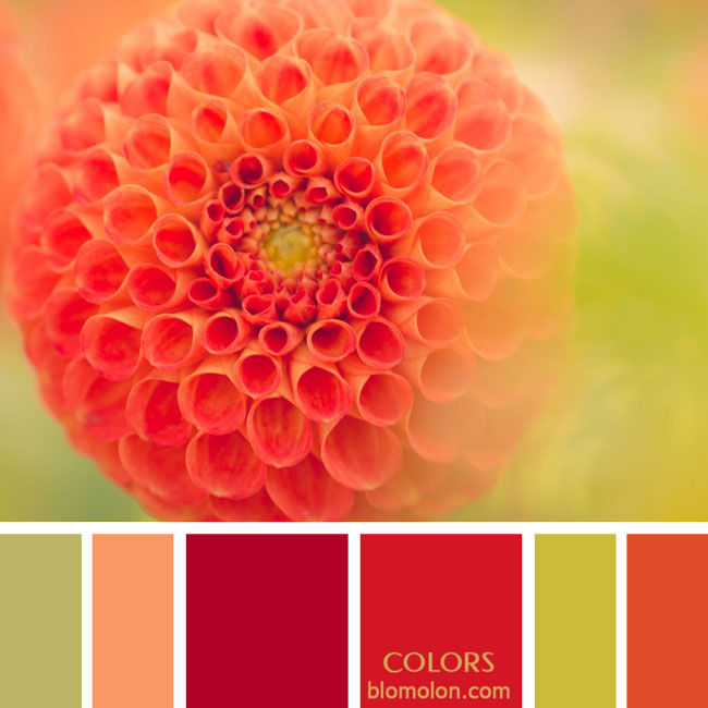 variedad en color paletas de colores 3a variedad_en_color_paletas_colores_3a