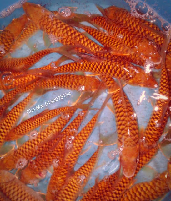 Berita TV Malaysia Ikan Kelah Bara Lipan Rare dari sungai pergunungan