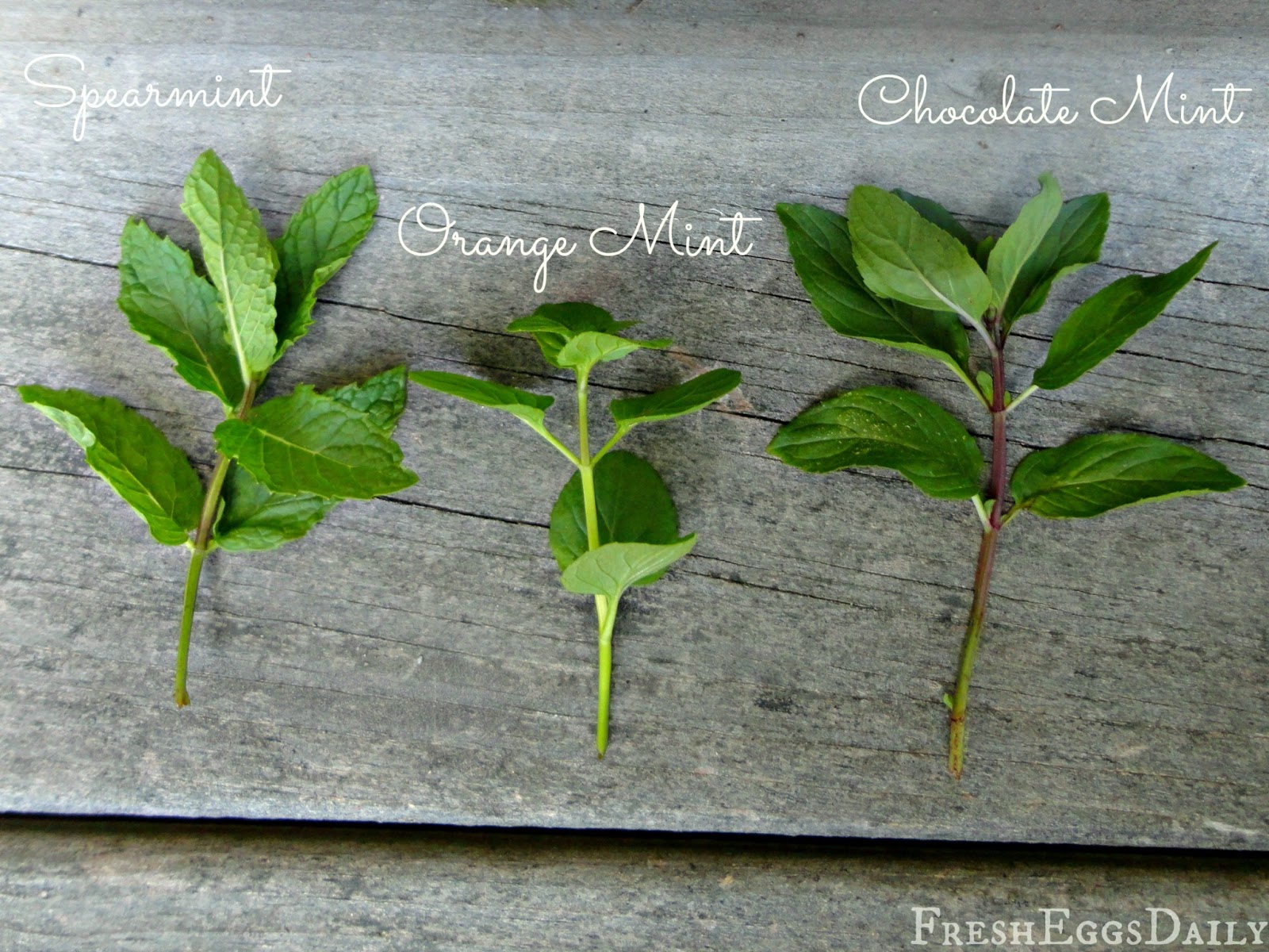 Herb Plant Identification Chart