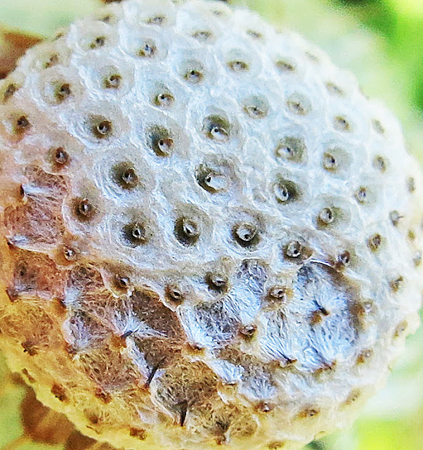 Close up of where the dandelion seeds were fixed before they blew away - a curved white pad with indentations.