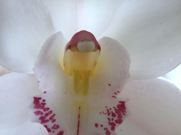 Fotografiando una orquídea