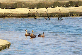 3 ducks swimming in river
