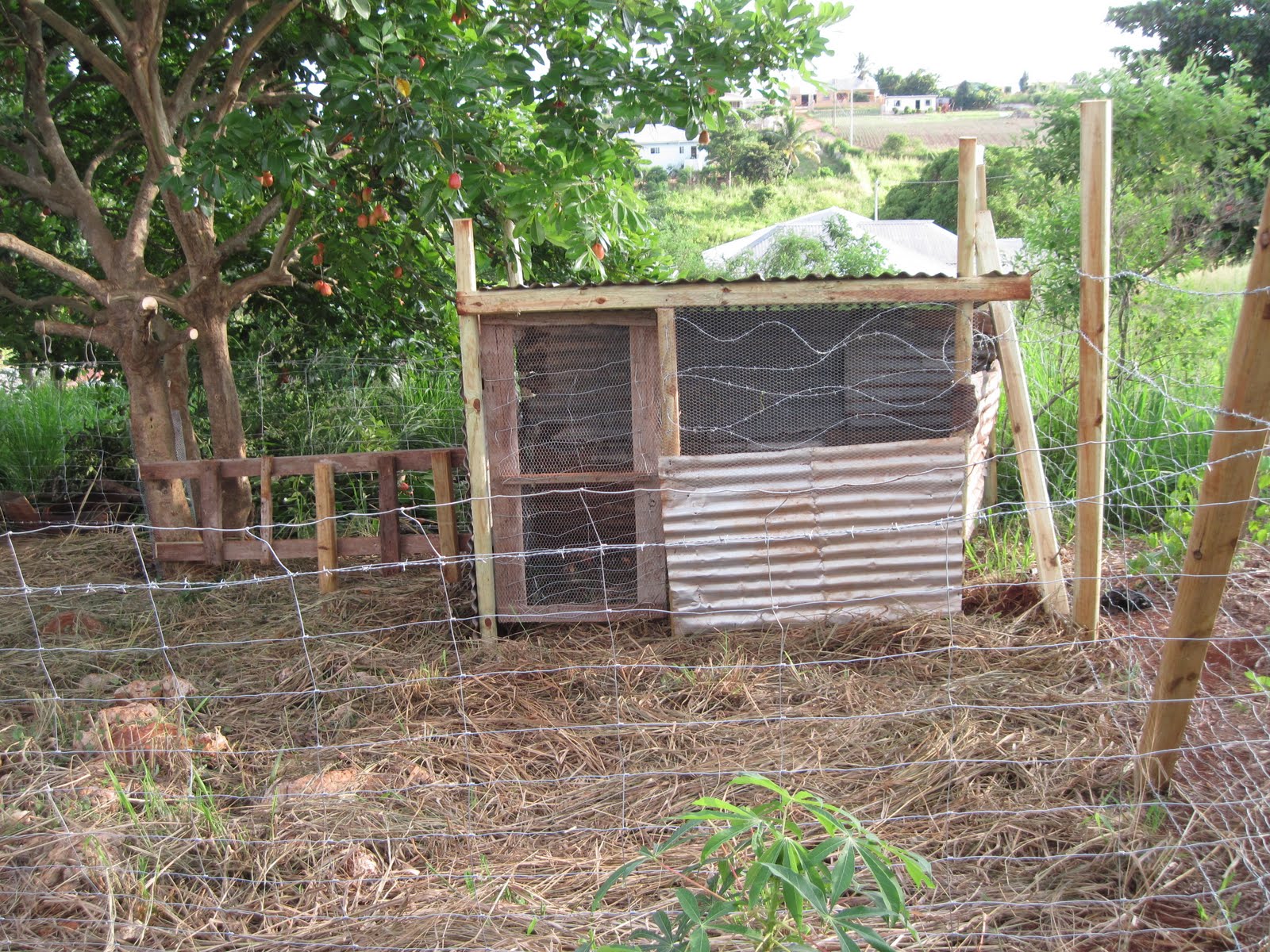 Smith's Jamaican Mission Goat Pens