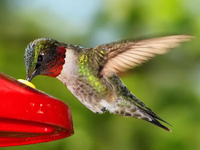 How to feed hummingbirds