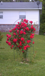 My  revived rose bush