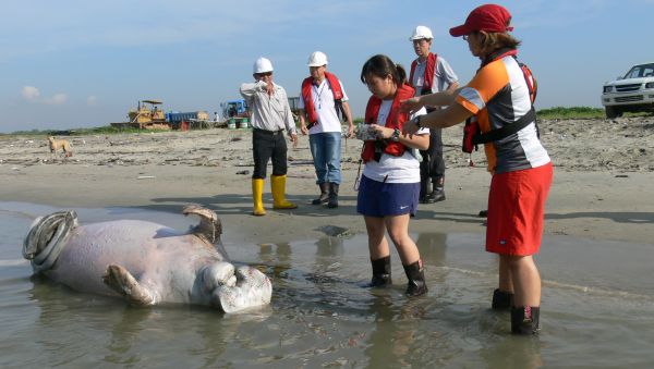 20060607-dugong_carcass_tekong.jpg