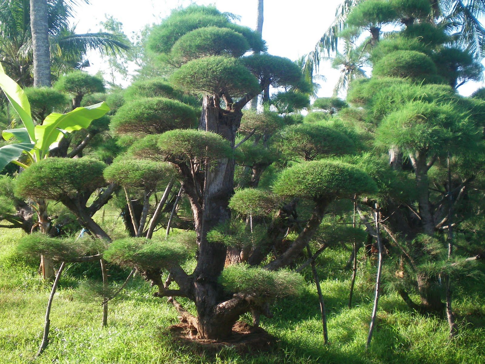 Jual Pohon Cemara Udang | Bonsai Cemara Udang - PASAR TAMAN