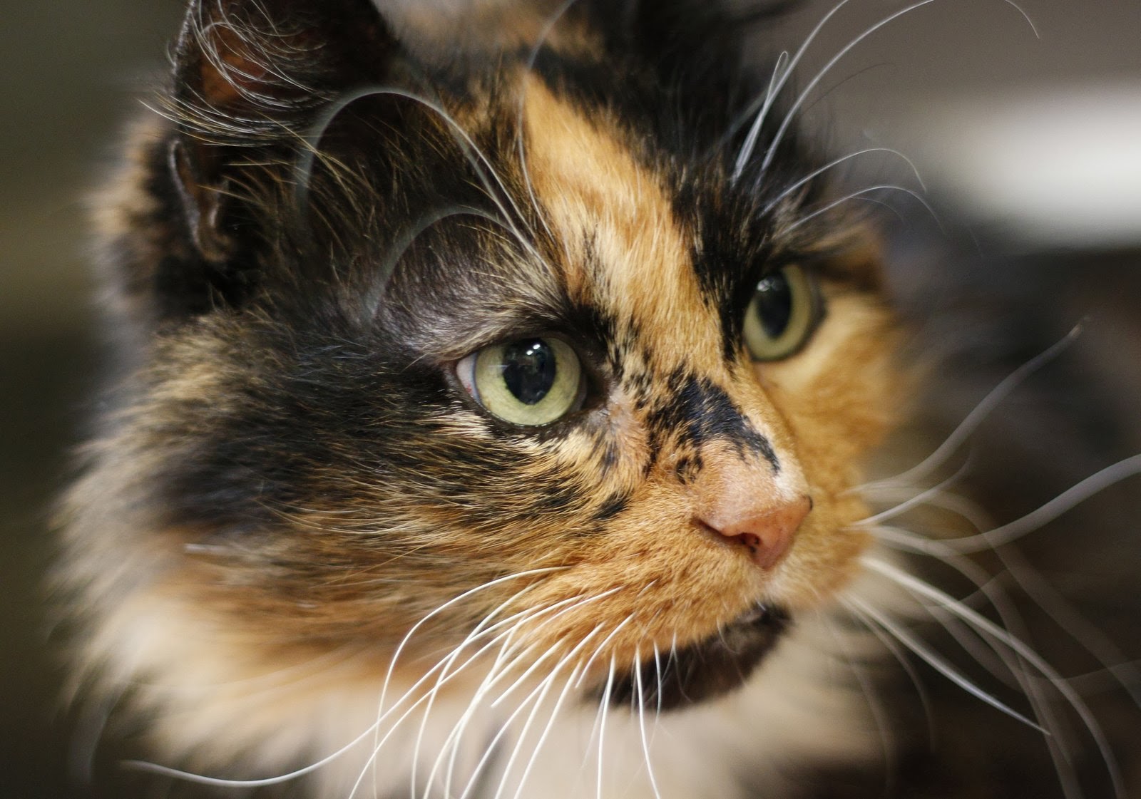 Shelter Dogs of Portland MCAS Cats for Adoption!